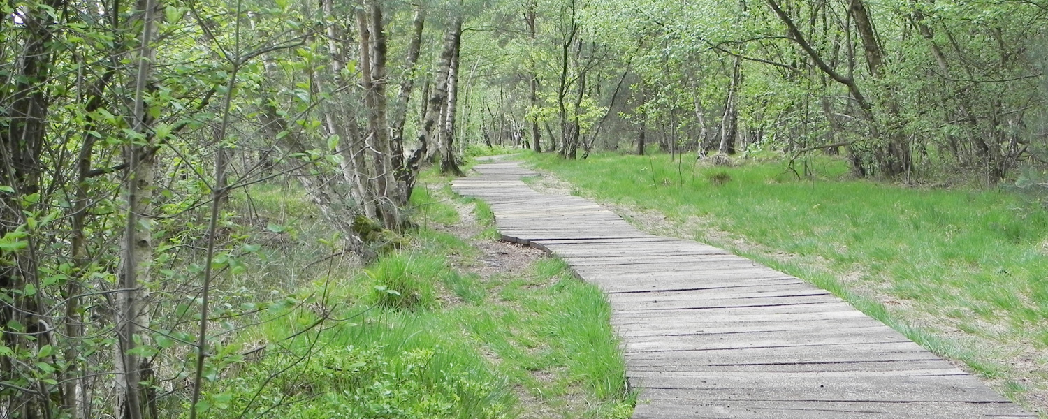 Neue Wege gehen
